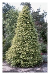 TSUGA canadensis 'Golden Splendor'